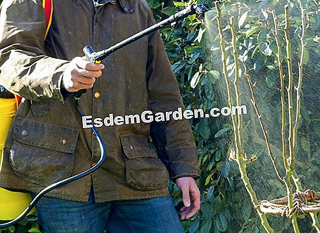 果樹園での冬の処理：天然の殺虫剤
