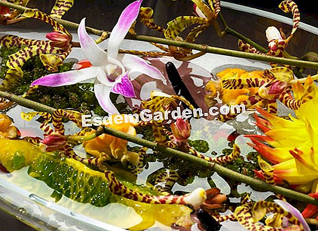 15 Winterblumensträuße - (Cymbidium Lysianthus) Obstsalat... ziemlich Anhäufung von Farben und Sorten der gelben Dahlie in Dendrobium, durch celosia und Anthurien und Reflexionen von Wasser verstärkt gibt einen Gourmet-Touch diese Zusammensetzung, ideal Zentrum Tabelle.