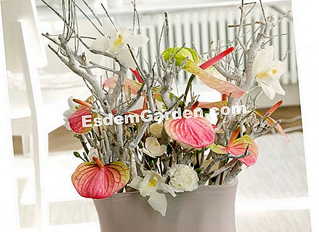 15 Winterblumensträuße - (Cymbidium Lysianthus) Cymbidium und Anthurium unterstreichen diese Komposition aus gebleichten Zweigen, die man als Mineral ihrer farbenprächtigen Präsenz fast belebt empfindet.