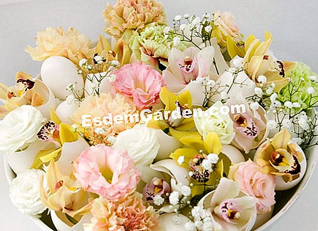 15 Winterblumensträuße - (eine) Pastelltöne, weiße Eierschalen, Cymbidium, Lysianthus, Nelken und Luftgypsophila: Dies ist eine Tasse romantisch zerzaust. Wenn die Phantasie an die Macht kommt, ist der Geist der Märchen nicht weit entfernt.