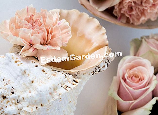 15 Winterblumensträuße - (eine) Perlmuttschnecken für puderrosa Blüten: Nelken und erbsenfarbene Rosen bringen Sanftheit und Zartheit in den Raum, den sie bewohnen.