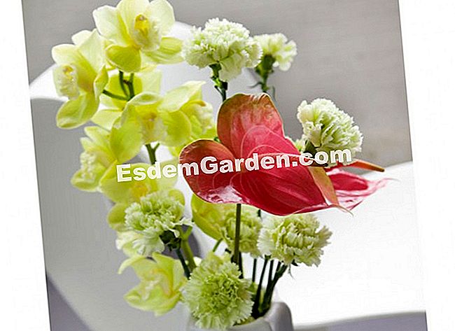15 Winterblumensträuße - (eine) Ein Vitaminkontrast entsteht aus dem leuchtenden Rosa des Anthuriums, das den Cymbidien und grünen Nelken entgegengesetzt ist und durch die Wahl einer schlanken und strukturierenden Vase hervorgehoben wird.