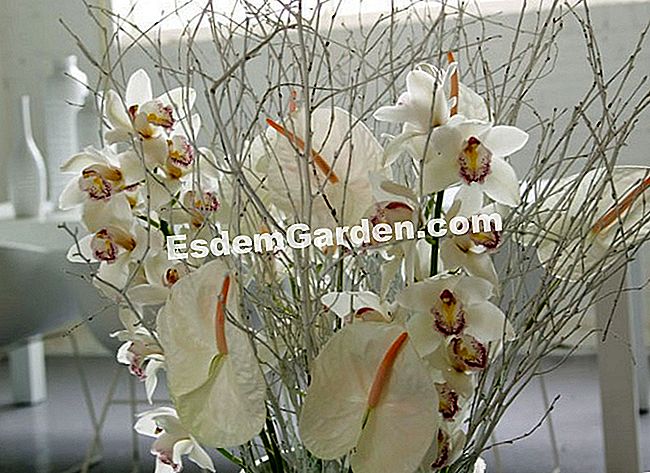 15 Winterblumensträuße - (Cymbidium) Gerade, weiß lackierte Äste unterstreichen die Vertikalität dieser weißen Komposition, die nur die rosa Herzen von Cymbidium und Anthurium hervorhebt.