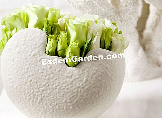 15 Winterblumensträuße - (Lysianthus) Eine Vase mit falscher Seeluft und Cymbidium und Lysianthus spielen die Korallenblüten... Die Langlebigkeit des Cymbidiums macht es zu einer unserer Lieblingsblumen im Winter.