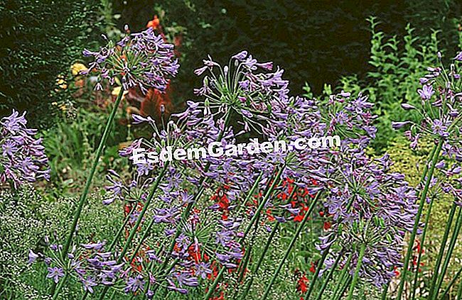 Agapanthus 'Blue Giant' - (Agapanthus) Agapanthus 'Blue Giant'