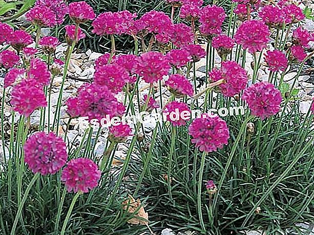 Armeria 'Düsseldorfer Stoltz' - (stoltz) Armeria 'Düsseldorfer Stoltz'