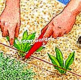 Lándzsa a harangvirág közepet - készítse Lándzsás harangvirágú közepes növények