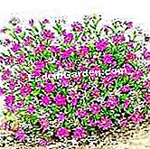 Bouquet of immortelle kering - (bunga) © D.R.