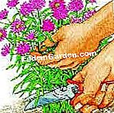 Bouquet of immortelle kering - (mereka) © D.R.