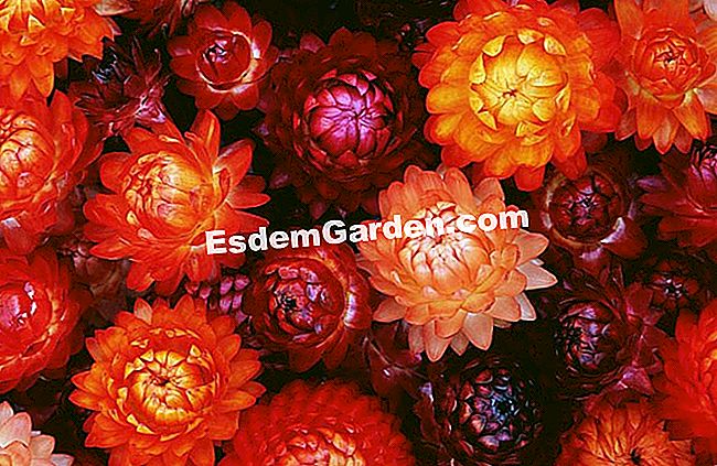 Bouquet of immortelle kering - (kering) abadi