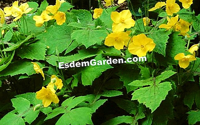 Celandine - (lasiocarpum) celandine