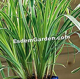 魅力的な葉を持つカレックスとガレガ、多年生 - (ガレガハイブリッド「ココナッツアイス」) F. Marre - EsdemGarden - グローブプランター