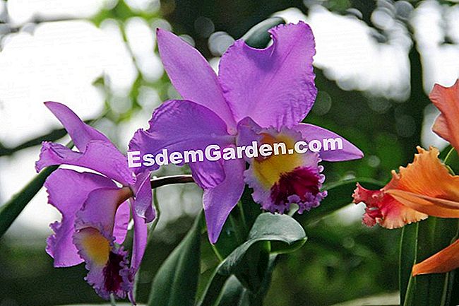 Cattleya arba gegutės orchidėja: auginimas, laistymas, žydėjimas - cattleya „Cattleya Beaumesnil la Tuilerie“