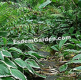 Scelta delle piante per l'ombra permanente - (scelta) Allee Hostas fougere