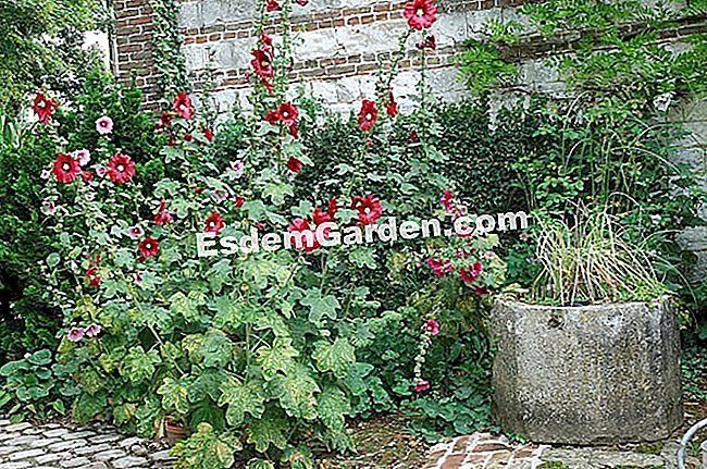 Commnet sadi hollyhock: prave geste - hollyhock F.Marre - esdemgarden.com- Maizicourt