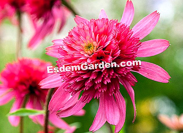 Budaya Echinacea purpurea dan paradoxa