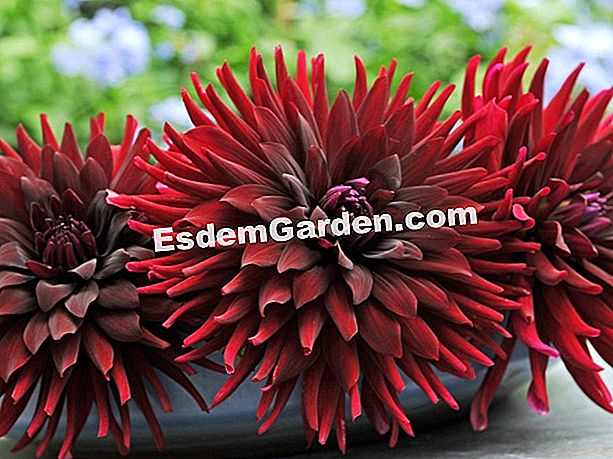Dahlia 'Black Cat' ha eletto Bulb Summer 2010 - (dahlia) Mazzo di