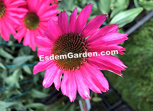 Hari tanaman Chantilly: 7 tumbuhan kegemaran kami - (kegemaran) Echinacea Sensation Pink