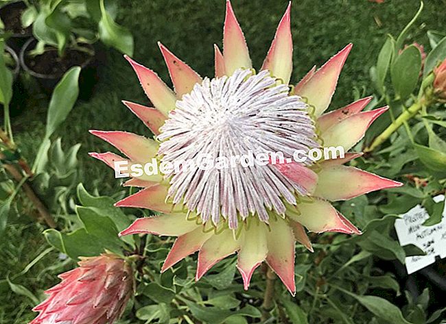 Hari tanaman Chantilly: 7 tumbuhan kegemaran kami - (kegemaran) Protea 'Mini King Autumn'