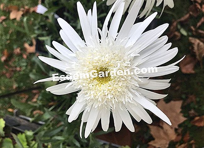 Hari tanaman Chantilly: 7 tumbuhan kegemaran kami - (Chantilly) Leucanthemum 'Christine Hagemann'