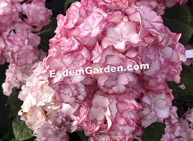 Hari tanaman Chantilly: 7 tumbuhan kegemaran kami - (tumbuhan) Hortensia Miss Saori