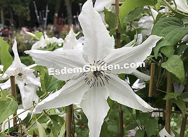 Hari tanaman Chantilly: 7 tumbuhan kegemaran kami - (Chantilly) Clematis 'Beautiful Bride' ®