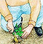 Împărțiți și plantați geraniumuri perene - (perene) © D.R.