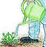 Împărțiți și plantați geraniumuri perene - (plantați) © D.R.