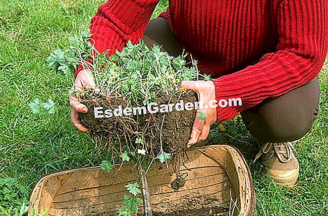 Împărțiți și plantați geraniumuri perene - (geraniumuri) Diviziunea de tufiș: o modalitate bună de a vă multiplica geraniums © F. Marre - EsdemGarden - Lemn Pinard - Marie Marcat