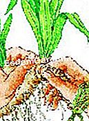 Bahagikan dan tumbuhkan iris - (iris) © D.R.
