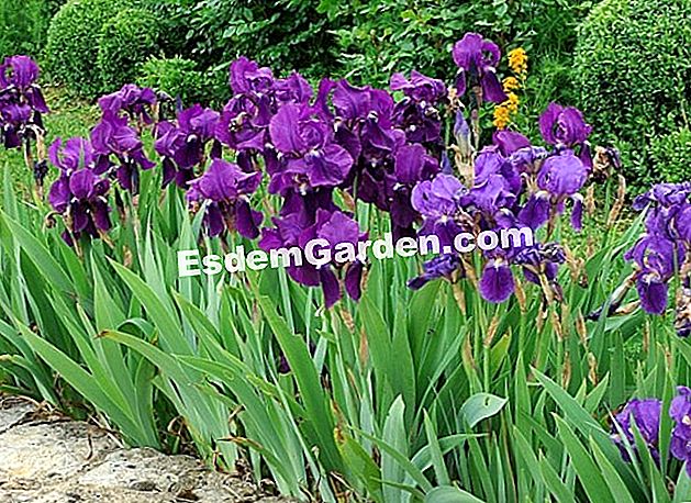 Bahagikan dan tumbuhkan iris - (anda) Bagaimana membahagikan iris? Bagaimana menanam iris? - F.Marre - EsdemGarden - Garden Delange