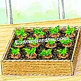 Cortar la begonia tuberosa - (tuberosa) © D.R.