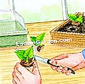 Cortar la begonia tuberosa - (cortar) © D.R.