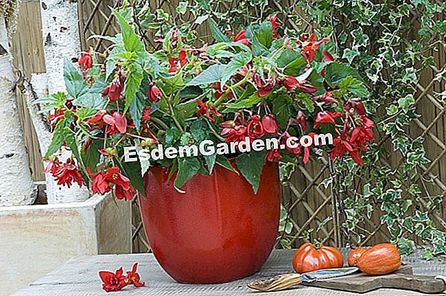 Cortar la begonia tuberosa - (begonia tuberosa) Begonia tuberosa © F. Marre - EsdemGarden - Centro de jardinería Gally Farm