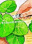 Cortar la begonia de lirio de agua - (hojas) © D.R.