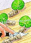 Cortar la begonia de lirio de agua - (begonia) © D.R.