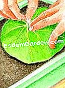 Cortar la begonia de lirio de agua - (lirio) © D.R.