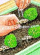 Cortar la begonia de lirio de agua - (hojas) © D.R.