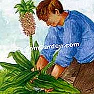 Tamatkan eucomis - (daun) © D.R.