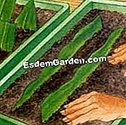 Tamatkan eucomis - (dengan) © D.R.