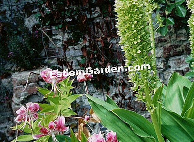 Tamatkan eucomis - (eucomis) The Eucomis