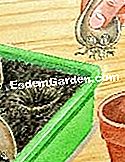 Cortar la fritillary Imperial - (arena) © D.R.