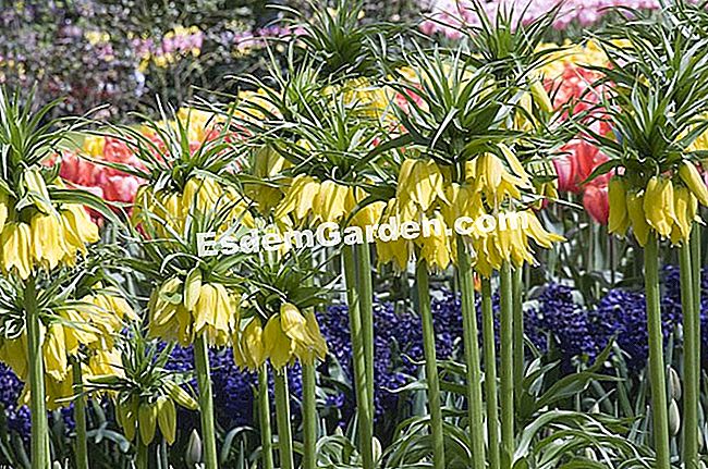 Cortar la fritillary Imperial - (flor) Imperial Fritillary © F. Marre - EsdemGarden - Parque Keukenhof