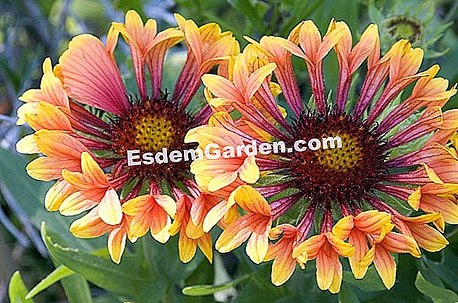 Bahagikan gaillard saka - (untuk) Sebarkan keghairahan dari © F. Marre - EsdemGarden - Globe Planter