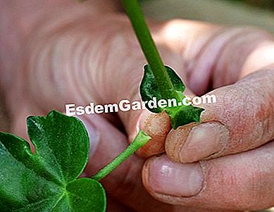Potong dalam empat langkah - (keratan) F. Marre - EsdemGarden