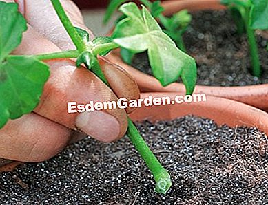 Potong dalam empat langkah - (dalam) F. Marre - EsdemGarden