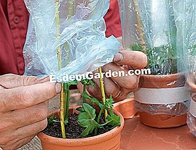 Potong dalam empat langkah - (batang) F. Marre - EsdemGarden