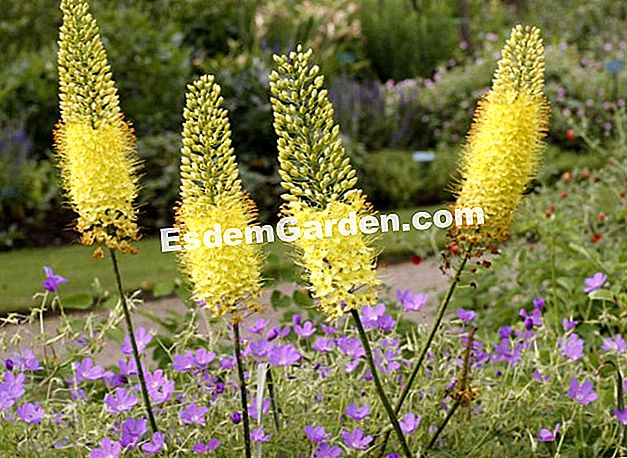 Divide el Eremurus - (garras) Divide el Eremurus