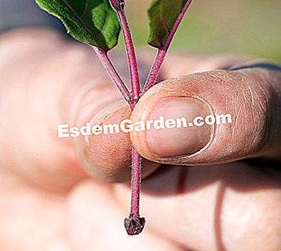 Keratan: jenis keratan - (mana) F. Marre - EsdemGarden