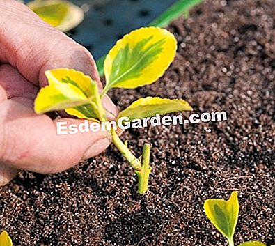 Keratan: jenis keratan - (pada) F. Marre - EsdemGarden